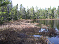 Robert T. Brown Sanctuary - Lake Perrault Nature Trail