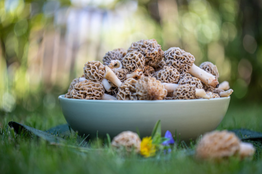 An image of Morel Mushrooms